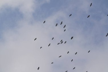 Gökyüzünde uçan kuş sürüsü