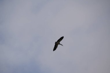 Bulutlu gökyüzünde uçan kuş