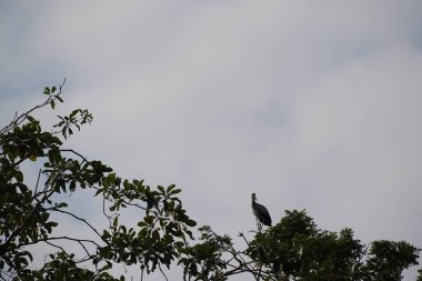 Ağaçların dalları ve ormandaki kuşlar.