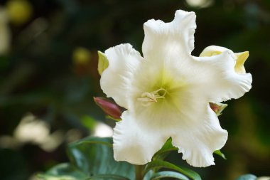 Bahçedeki güzel beyaz çiçek