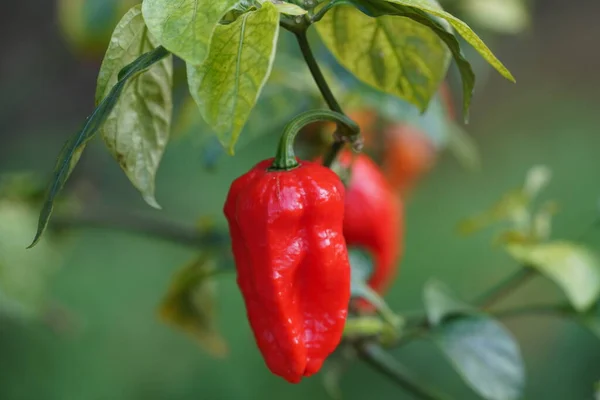 Growing red peppers in garden