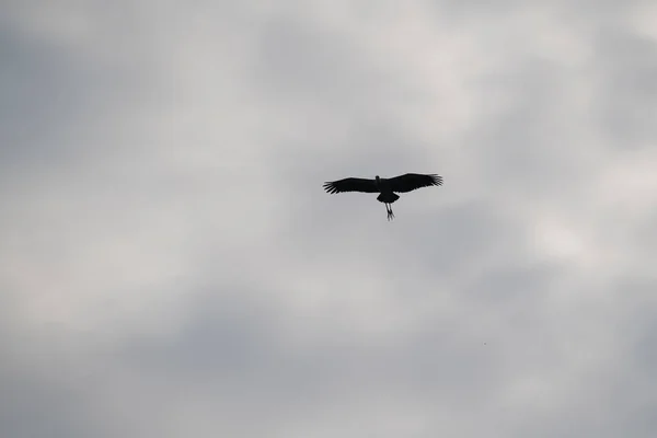 Bird flying bird in the cloudy sky