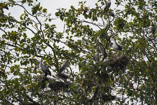 Tree branches with birds in the forest
