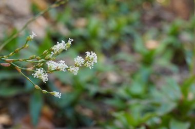 white flowers in garden on tree close up