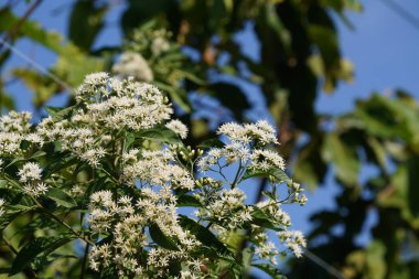white flowers in garden on tree close up