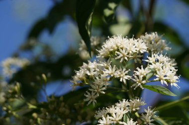 white flowers in garden on tree close up