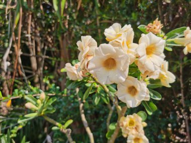 beautiful botanical shot, natural wallpaper beautiful white flowers