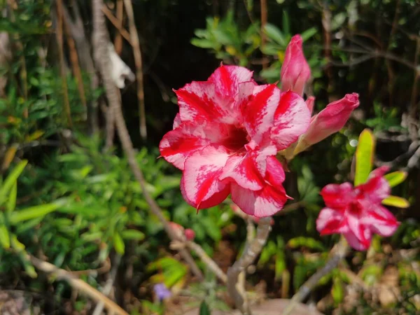 stock image beautiful pink flowers in the garden