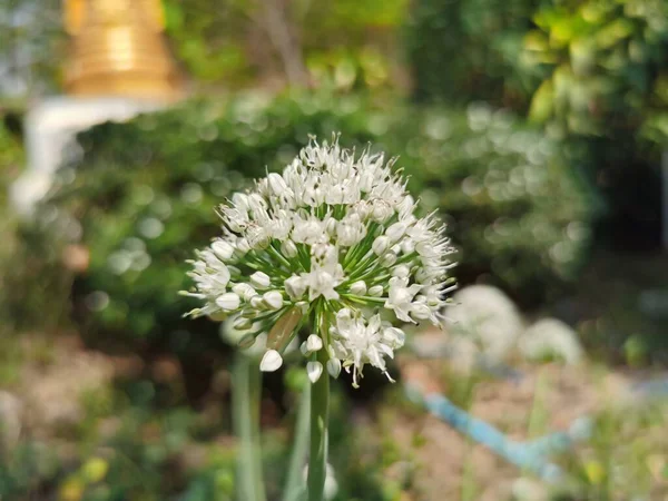 Bahçede Açan Beyaz Çiçek — Stok fotoğraf