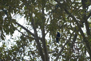 Bahçedeki ağaç dalında oturan siyah kuş. 