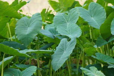 Bahçedeki bir bitkinin yeşil yaprakları