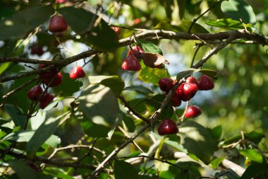 Bahçedeki bir ağacın kırmızı meyveleri