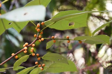 Kısa yapraklı incir ya da Ficus caulocarpa