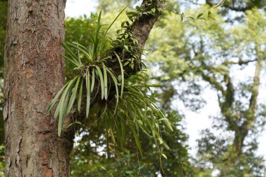 Aloe yapraklı cymbidium veya sarı kenarlı orkide