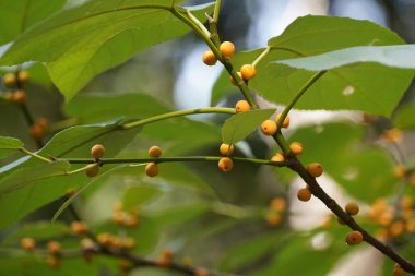Kısa yapraklı incir ya da Ficus caulocarpa