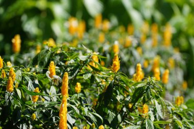 Lolipop bitkisi ya da Pachystachys lutea, Altın Karides bitkisi, Karides Bitkisi
