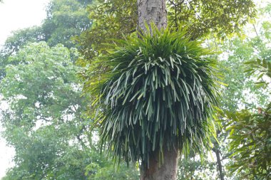 Aloe yapraklı cymbidium veya sarı kenarlı orkide