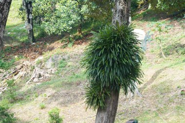 Aloe yapraklı cymbidium veya sarı kenarlı orkide