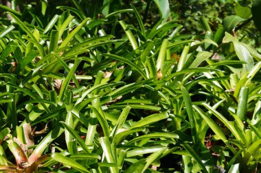 Aechmea aquilega çiçeklerinin ya da kibrit çöpünün güzelliği