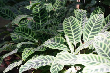 Zebra bitkisi ya da Goeppertia zebrası.