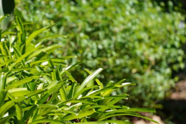 Aechmea aquilega çiçeklerinin ya da kibrit çöpünün güzelliği