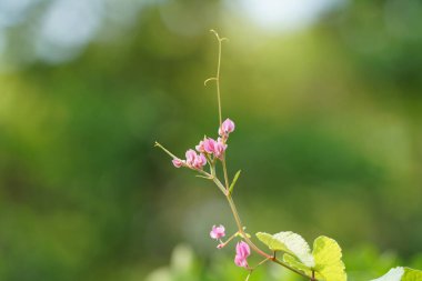 Bulanık arkaplanda güzel pembe çiçekler 