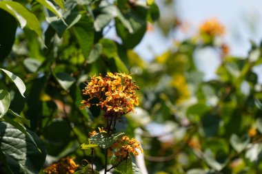 Bahçedeki güzel sarı çiçekler