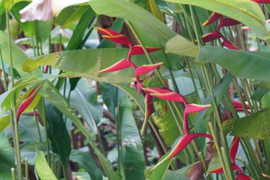 Sahte cennet kuşu ya da Heliconia rostrata