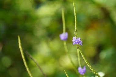 Güzel mavi kır çiçekleri yakın 