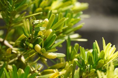 Budist çamı veya Podocarpus makrophyllus Japon porsuğu olarak da bilinir.