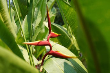 Sahte cennet kuşu ya da Heliconia rostrata