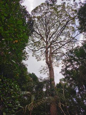 Ormandaki ağaçların altından manzara