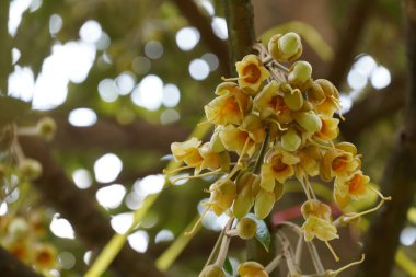 Bahçedeki ağaçta güzel sarı çiçekler