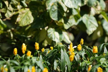 Bahçedeki sarı çiçekler