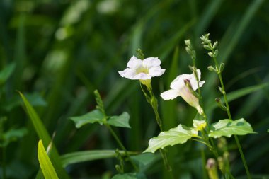Bulanık arkaplanda çiçek açan güzel beyaz çiçekleri kapat 