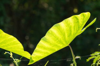 Bahçedeki yeşil yaprakları kapat.