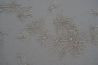 Kumda kum yengeci böbrekleri