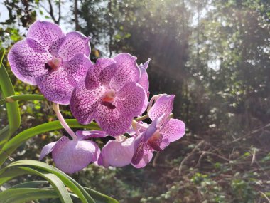 Bahçedeki güzel mor orkide çiçeği