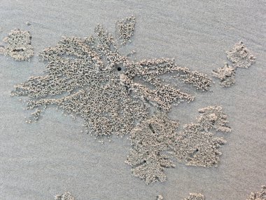 Kumda kum yengeci böbrekleri