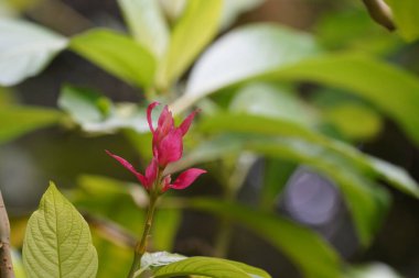 Bahçedeki güzel pembe çiçek