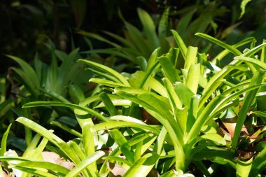 Aechmea aquilega çiçeklerinin ya da kibrit çöpünün güzelliği