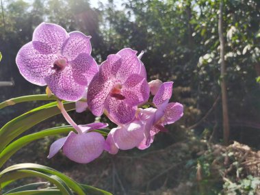 Bahçedeki güzel mor orkide çiçeği