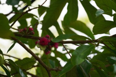Ağaçtaki güzel pembe çiçek manzarası