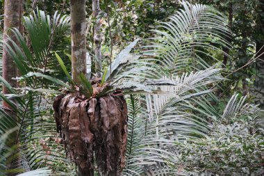 Asplenium nidus veya kuş yuvası eğreltiotu