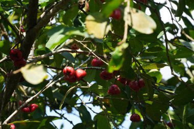 Dal kırmızı meyveler yakın çekim 