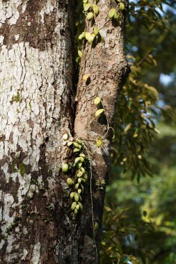 Ormandaki ağaç gövdesinde yeşil yapraklar