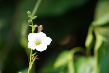 Bulanık arkaplanda çiçek açan güzel beyaz çiçeğe yaklaş 
