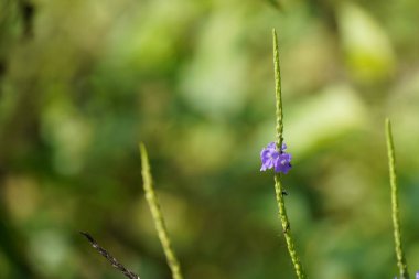 Çayırdaki yabani bitkiyi kapatın. 