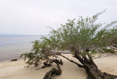 Suyun yanında ağaçlar olan güzel tropikal plajlar 