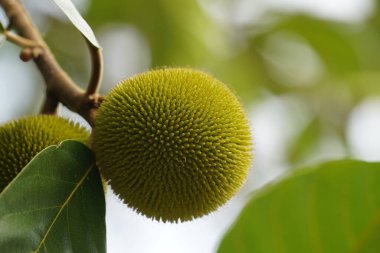 Artocarpus lacucha. Ağaçtaki maymun krikosu olarak da bilinir. 